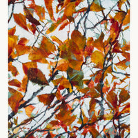 Into the Glow of Autumn