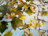 Maple, 8am, October Morning