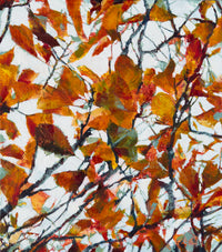 Into the Glow of Autumn