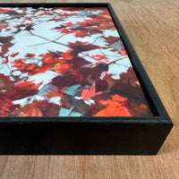 Shapes of Light Through Autumn Maple